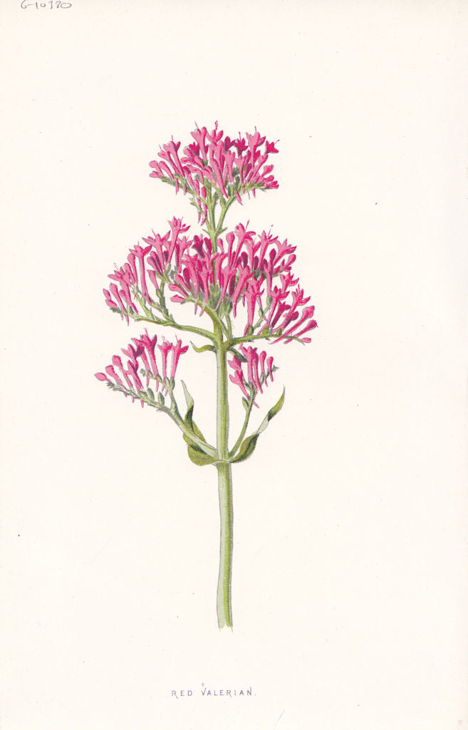 FLOWERS. Red Valerian c1895 old antique vintage print picture